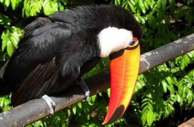 A derrocada predatória do PSDB