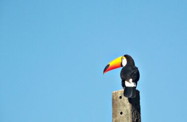 A última revoada no ocaso tucano